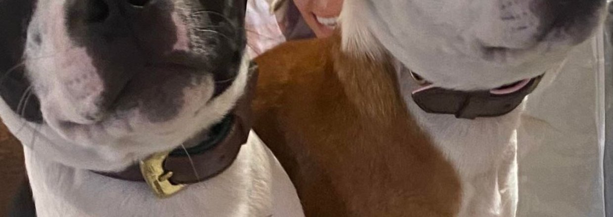 Sknne staffordshire Bullterrier p fodershopping